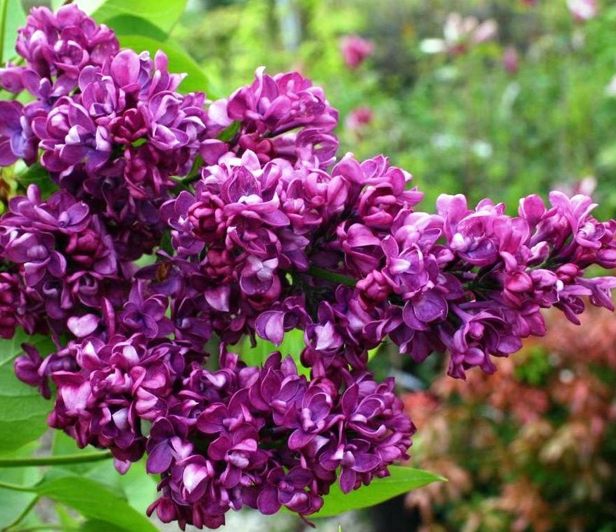 "Arthur William Paul" Syringa vulgaris 
